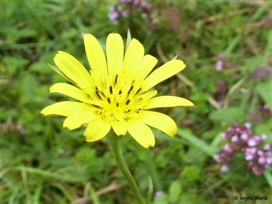 Tragopogon pratensis / Wiesen-Bocksbart