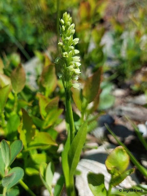 Pseudorchis albida / Weißzunge