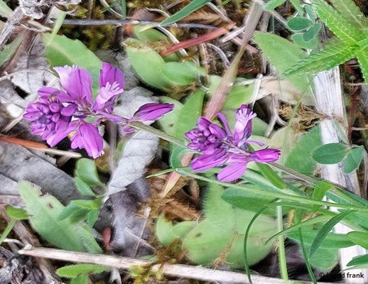 Polygala comosa / Schopfiges Kreuzblümchen  (03.06.2025; NSG Haarberg - Wasserberg)
