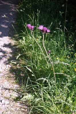 Cirsium rivulare / Bach-Kratzdistel