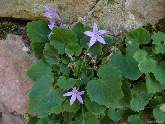 Campanula poscharskyana / Dalmatinische Glockenblume