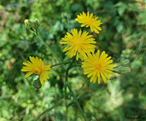 Crepis biennis / Wiesen-Pippau