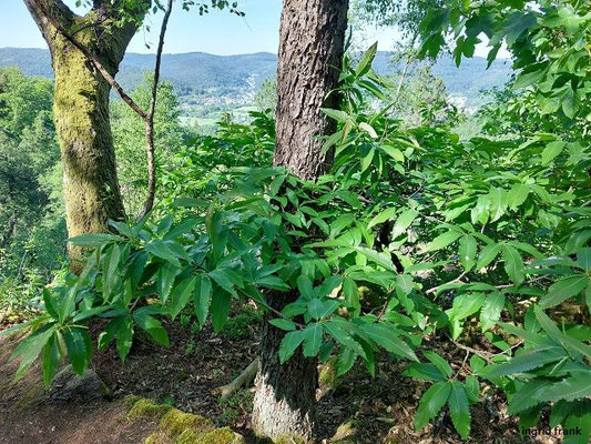 Castanea sativa / Edelkastanie  (10.05.2025; Heidelberg, NSG Felsenmeer)