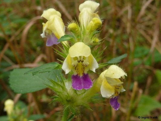 Galeopsis spec. (10 Arten und Unterarten/ Bastardformen)