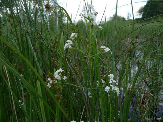 Galium pallustre / Sumpf-Labkraut    VI-IX