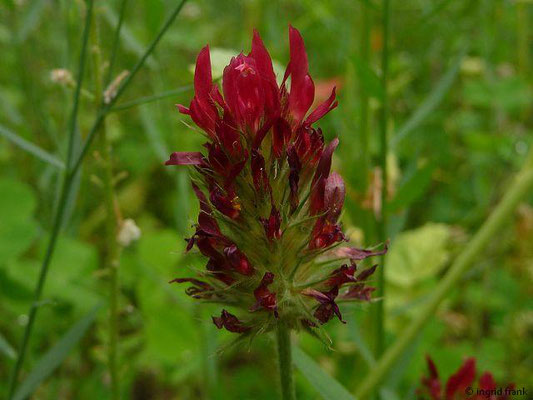 Inkarnat-Klee - Trifolium incarnatum