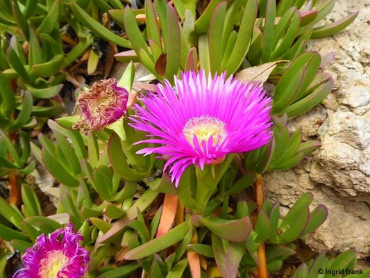 Carpobrotus acinaciformis / Rote Mittagsblume