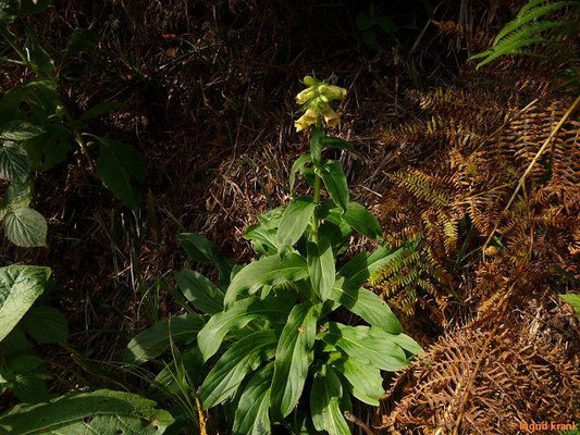 Digitalis grandiflora / Großblütiger Fingerhut; Baden-Württemberg keine Gefährdung