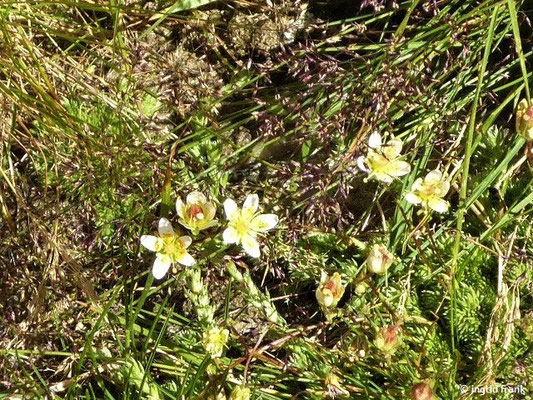 Saxifraga bryoides / Moosartiger Steinbrech