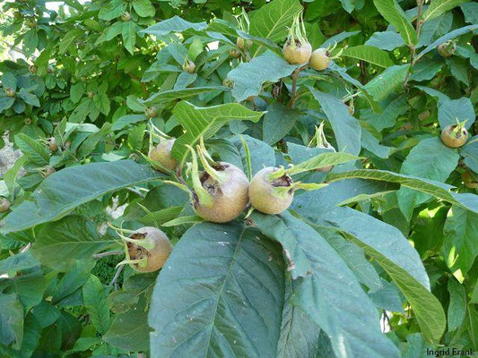 Mespilus germanica (07.08.2010; Klostergarten Schönthal)