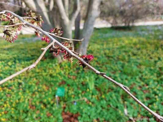 Parrotia persica / Parrotie, Persisches Eisenholz (22.02.2023; Schau- und Sichtungsgarten Hermannshof in Weinheim) (