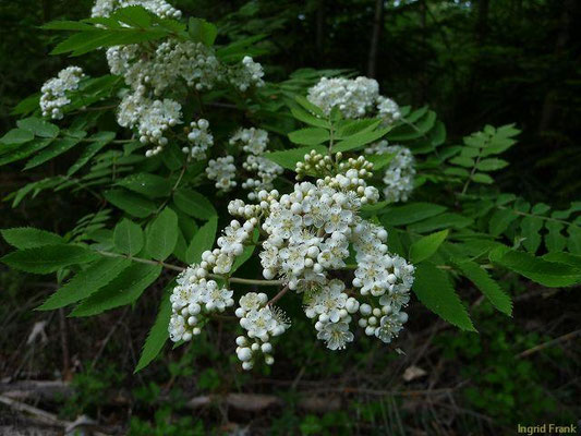 Sorbus aucuparia / Eberesche, Vogelbeere    V-VI