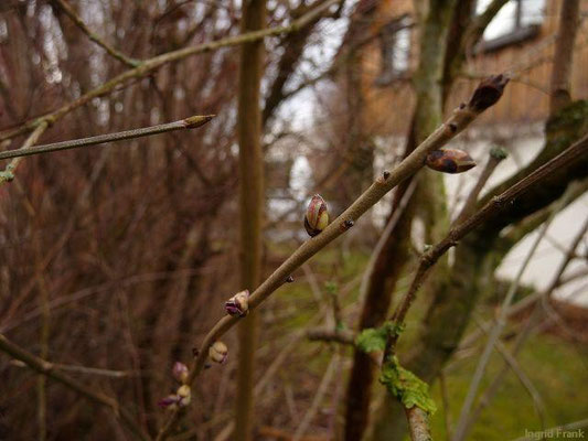 20.01.2012-Daphne mezereum - Gewöhnlicher Seidelbast