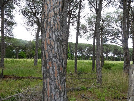 Pinus pinea / Pinie     (03.05.2019; Italien, Toskana, bei Bibbona)