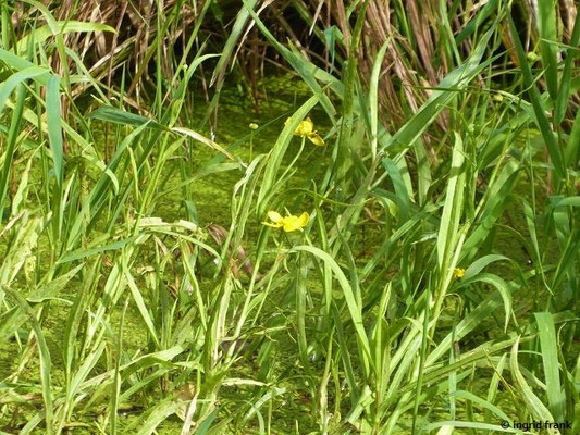 Ranunculus lingua / Zungen-Hahnenfuß    VI-VIII