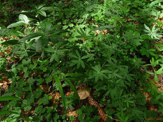 Galium sylvaticum / Wal-Labkraut