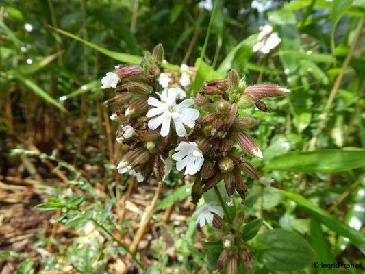 Silene latifolia / Breitblättrige Lichtnelke, Weiße Lichtnelke