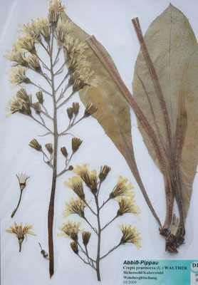 Crepis praemorsa / Abbiss-Pippau  (05/2009; Bickensohl/Kaiserstuhl)  (Herbarium Dr. Wolf von Thun)