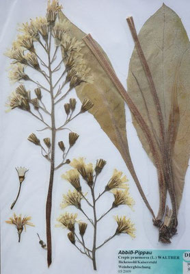 Crepis praemorsa / Abbiss-Pippau  (Herbarium Dr. Wolf von Thun)