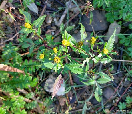 Bidens frondosa / Schwarzfrüchtiger Zweizahn