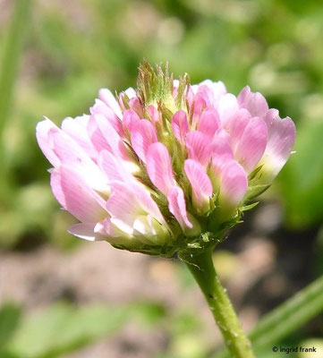 Trifolium fragiferum / Erbeer-Klee  VI-IX  (20.06.2022; Botanischer Garten der Universität Konstanz)