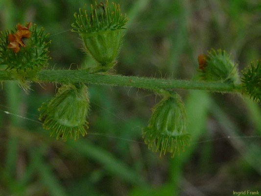 Agrimonia eupatoria / Gewöhnlicher Odermennig    (20.08.2011; Donautal bei Fridingen)