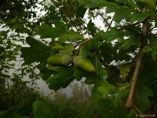 Quercus robur / Stiel-Eiche