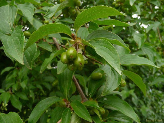 03.07.2012: Cornus mas / Kornelkirsche