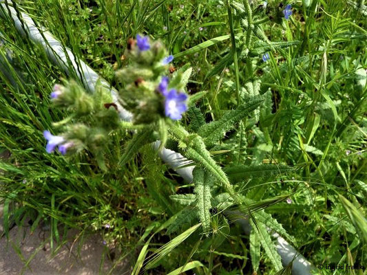 Anchusa arvensis / Acker-Krummhals    (29.05.2010; Dessau-Rosslau)