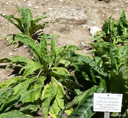 Pulmonaria collina / Hügel-Lungenkraut (25.06.2022; Botanischer Garten der Universität Tübingen)