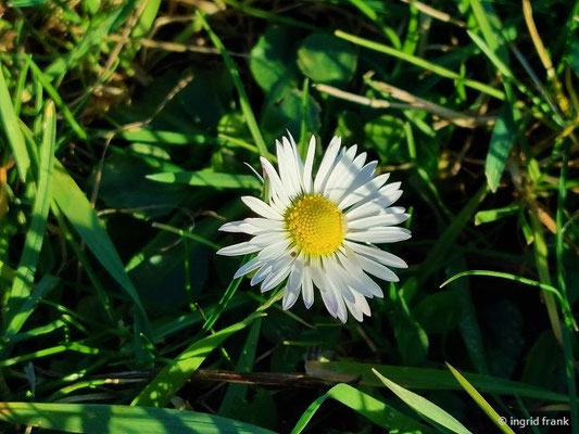 Bellis perennis / Ausdauerndes Gänseblümchen; Neophyt in Nordamerika, Südamerika und Neuseeland