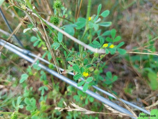 Medicago minima / Zwerg-Schneckenklee    V-VI   