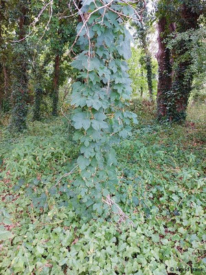 Humulus lupulus / Gewöhnlicher Hopfen    (15.07.2023; NSG Sandauser Düne, Pflege Schönau-Galgenberg)