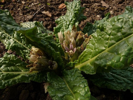 Mandragora officinarum / Gemeine Alraune (27.03.2014 - Botanischer Garten der Universität Basel)