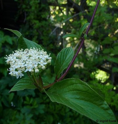 Cornus sanguinea / Blutroter Hartriegel