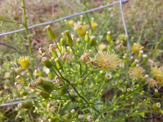 Conyza canadensis - Kanadisches Berufkraut