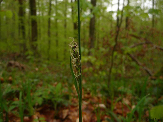 Carex pilosa / Wimper-Segge    V-VI