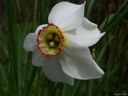 Narcissus poeticus / Weiße Narzisse  (im eigenen Garten)