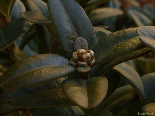 Buxus sempervirens - Buchsbaum