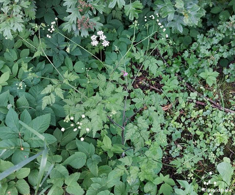Chaerophyllum temulum - Taumel-Kälberkropf