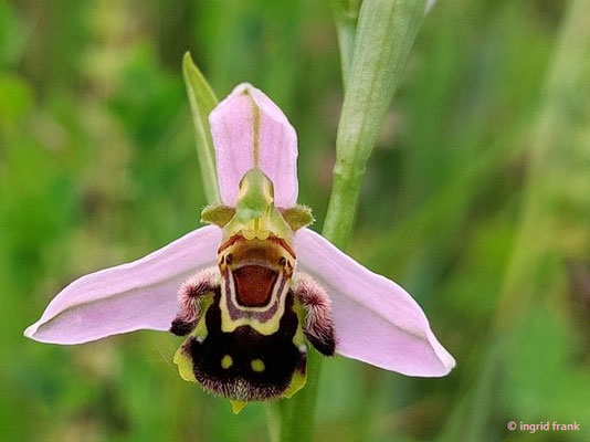 Ophrys apifera / Biene-Ragwurz   V-VI