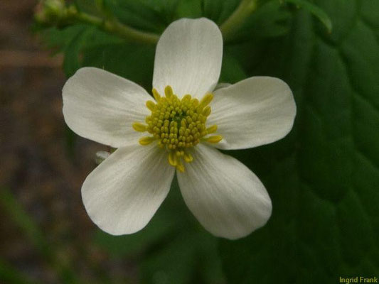 Ranunculus aconitifolius - Eisenhutblättriger Hahnenfuß