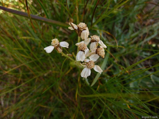Achillea clavennae / Bittere Schafgarbe