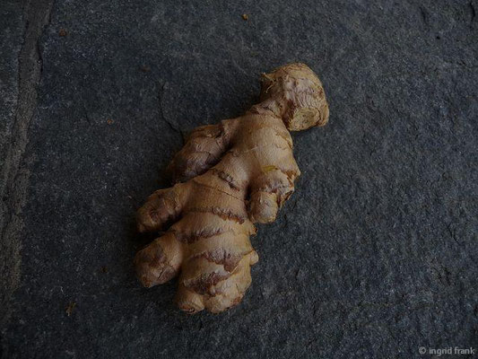 Zingiber officinale / Ingwer