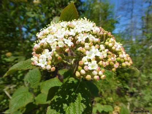 Viburnum opulus / Gewöhnlicher Schneeball    V-VI