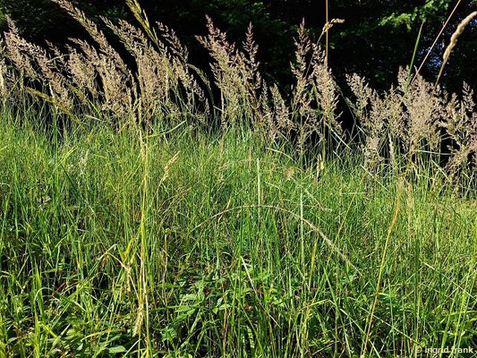 Calamagrostis epigejos / Land-Reitgras, Landrohr, Waldschilf   (08.07.2023; Altdorfer Wald bei Wolfegg)