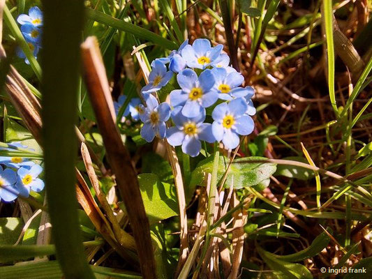 Myosotis rehsteineri / Bodensee-Vergissmeinnicht  (kommt nur am Bodensee, Starnberger See und am Hochrhein vor)