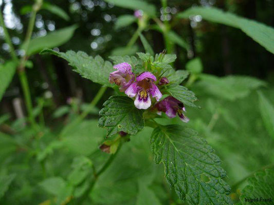 Galeopsis spec. / Hohlzahn-Arten