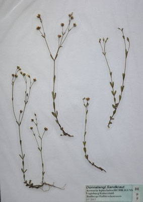 Arenaria leptoclados / Dünnstängeliges Sandkraut    V-IX    (Herbarium Dr. Wolf von Thun)