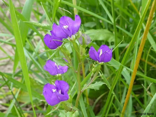 Legousia speculum-veneris - Echter Frauenspiegel